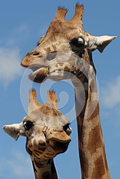 Two giraffes