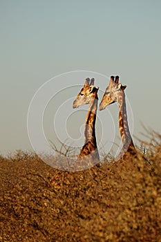 Two giraffes