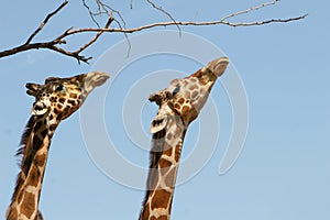 Two Giraffes