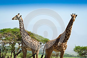 Two giraffes