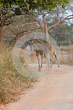 Two giraffes in Africa