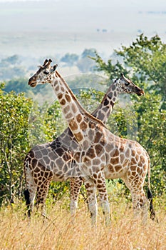 Two giraffes. Africa. Kenya.