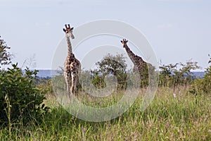 Two giraffes in African savanna