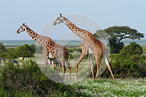 Two giraffes in african savannah photo