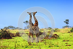 Two giraffes in the african savannah