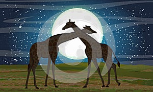 Two giraffes in the African savannah. Night and big moon.