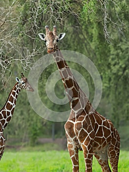two giraffes on background of the forest