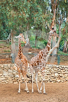 Two giraffes on a background of trees