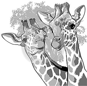 Two giraffes in black and white