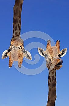 Two giraffes with blue sky as background color. Giraffe, head and face against a blue sky without clouds with copy space. Giraffa