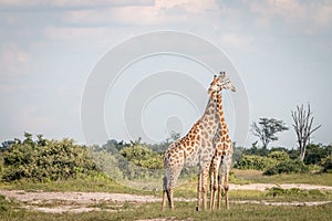 Two Giraffes bonding in the grass.