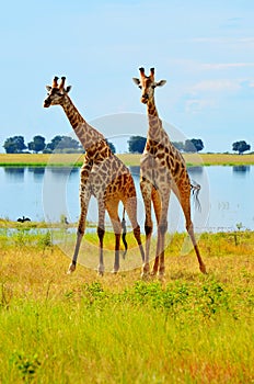Two Giraffes in Botswana