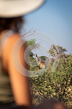 Two giraffes in bushes watched by woman