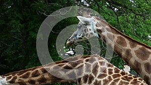 Two giraffes chewing food trees in back