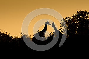 Two giraffes close to each other, silhouette, orange african sky during sunset