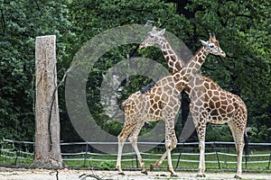 Two giraffes crossed their necks and stood motionless