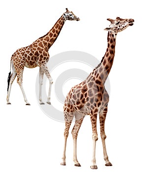 Two giraffes in different positions isolated with