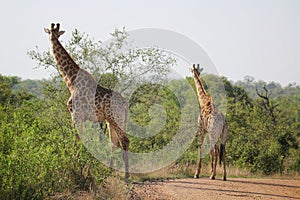 Two giraffes on a dirt road