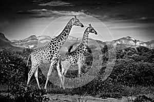 Two giraffes with Drakensberg mountain. Vegetation with big animals. Wildlife scene from nature. Evening light in the forest, Afri