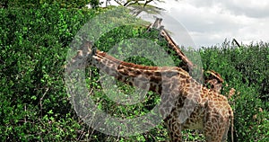 Two giraffes eat tree leaves. Wildlife in the savannah in Kenya.