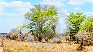 Two Giraffes eating leaves from large Mopane Trees in Kruger National Park