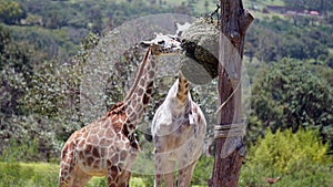 Two giraffes eating in a tall tree