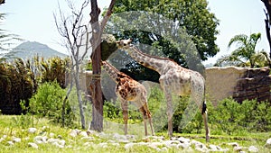 Two giraffes eating from a tree, full body