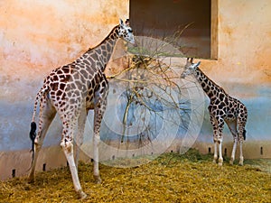 Two giraffes eating in the zoo