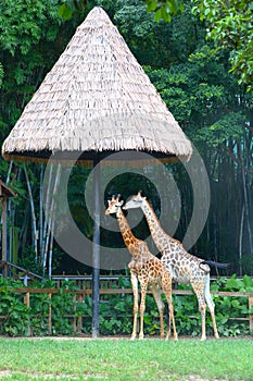 Two giraffes are enjoying the shade under the shed at the zoo