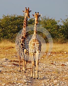 Two Giraffes in Etosha