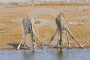 Two giraffes in the Etosha N.P., Namibia