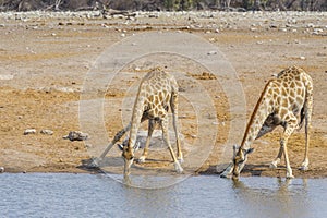 Two giraffes in the Etosha N.P., Namibia