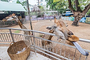 Two giraffes are feeding in Ho Chi Minh zoo