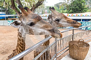 Two giraffes are feeding in Ho Chi Minh zoo