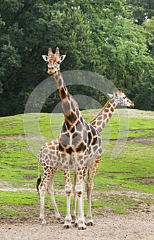 Two giraffes on field