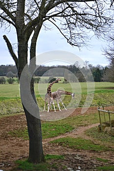 Two giraffes in a field fighting with their necks