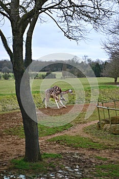 Two giraffes in a field fighting with their necks