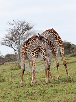 Two giraffes fighting