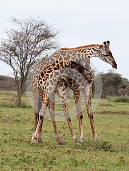 Two giraffes fighting