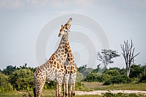 Two Giraffes fighting in Chobe.