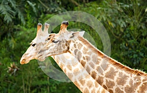 Two giraffes Giraffa camelopardalis photographed side by side with their long necks visible against a green forest