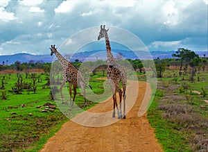 Two giraffes & x28;Giraffa camelopardalis& x29; walking on pathway in colorful African savannah