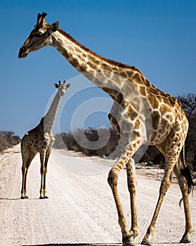 Two giraffes on a gravel road in Africa