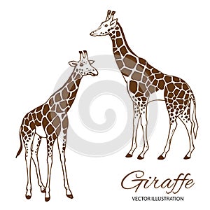 Two giraffes hand drawn vector illustration