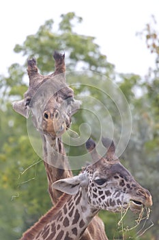 Two giraffes having lunch