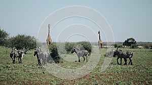 Two giraffes and a herd of zebras walk along the savannah. Back view