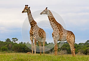 Two Giraffes photo