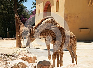 Two giraffes intertwined necks, couple of wild animals, cute giraffe family