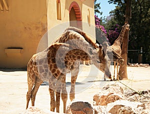 Two giraffes intertwined necks, couple of wild animals, cute giraffe family