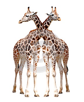 Two giraffes isolated